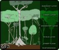 /album/photo-gallery/rainforestlayers-jpg/