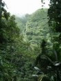 /album/photo-gallery/rainforest-jpg/