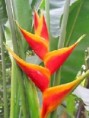/album/photo-gallery/heliconia-jpg/