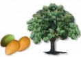 /album/photo-gallery/mango-tree-fruits-jpg/