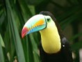 /album/photo-gallery/panama-toucan-jpg/