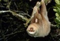 /album/photo-gallery/two-toed-sloth-jpg/